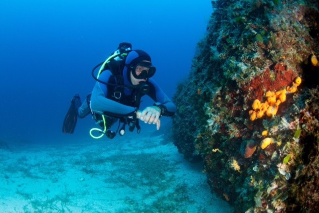 scuba diver looking at colourful coral