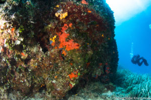 Diving scuba courses