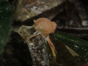 Diving scuba courses Hvar