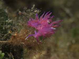 Diving scuba courses