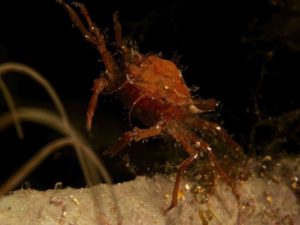 Diving scuba courses Hvar