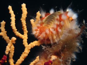 Diving scuba courses Hvar