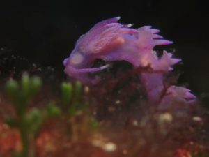 Diving scuba courses in croatia