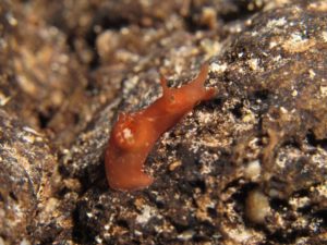 Diving scuba courses