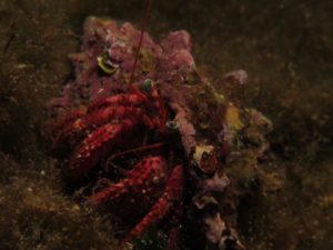 Diving Center Croatia