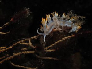 Diving scuba courses