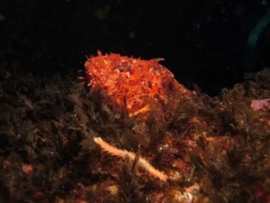 Diving scuba courses