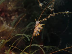 Diving Center Croatia
