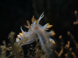 Diving scuba courses