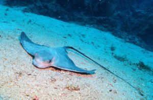 Diving scuba courses