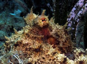 Diving scuba courses