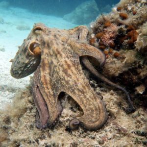 Diving scuba courses