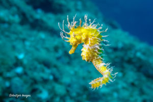 Diving Center Croatia